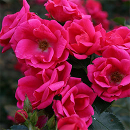 Rosal 'Chabadabada'